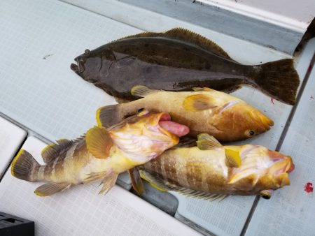 アマテラス 釣果