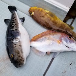 アマテラス 釣果