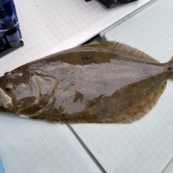 アマテラス 釣果