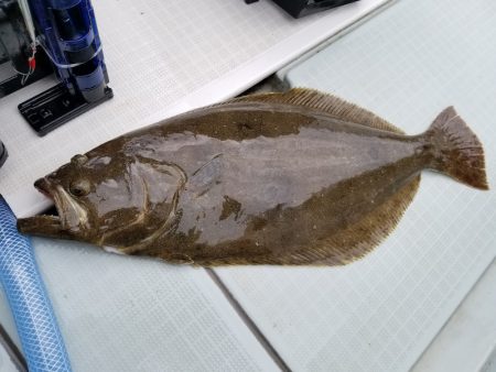 アマテラス 釣果