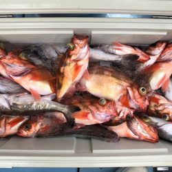 第二八坂丸 釣果