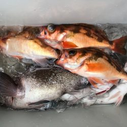 第二八坂丸 釣果