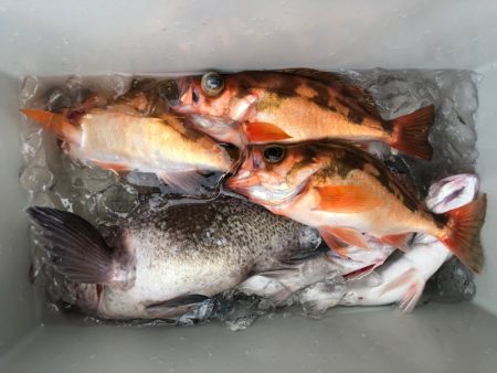 第二八坂丸 釣果