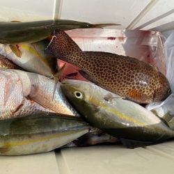 龍神丸(鹿児島) 釣果