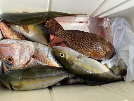 龍神丸(鹿児島) 釣果