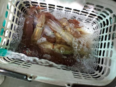 シーライオン 釣果