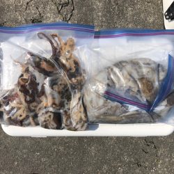 遊漁船高橋 釣果