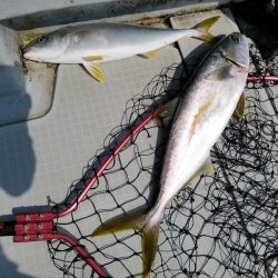 アマテラス 釣果