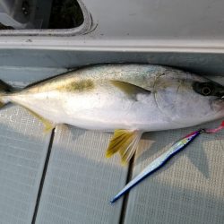 アマテラス 釣果