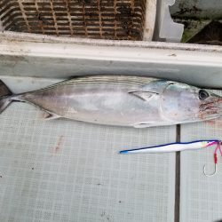 アマテラス 釣果