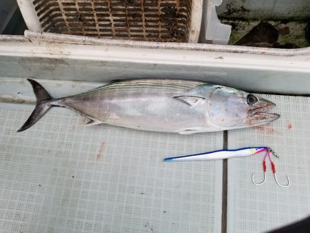 アマテラス 釣果