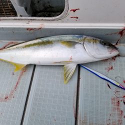 アマテラス 釣果