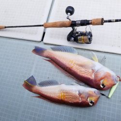 アマテラス 釣果