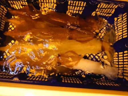 海龍丸（石川） 釣果