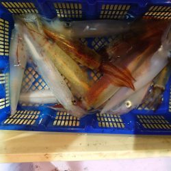 海龍丸（石川） 釣果