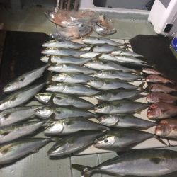 エムズジャーク(M’s JERK) 釣果