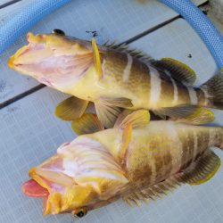 アマテラス 釣果