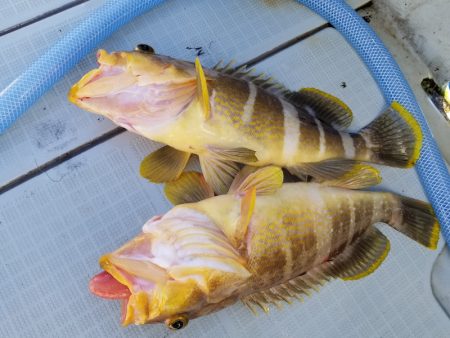 アマテラス 釣果