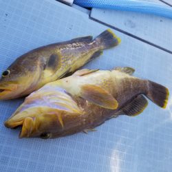 アマテラス 釣果