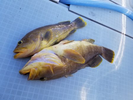 アマテラス 釣果