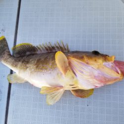 アマテラス 釣果