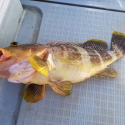 アマテラス 釣果