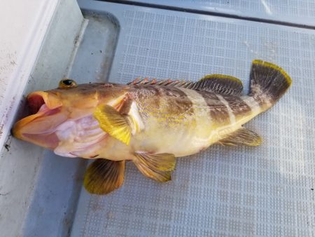 アマテラス 釣果