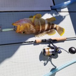 アマテラス 釣果