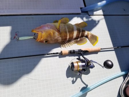 アマテラス 釣果