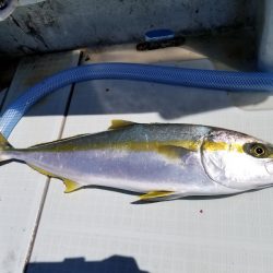 アマテラス 釣果