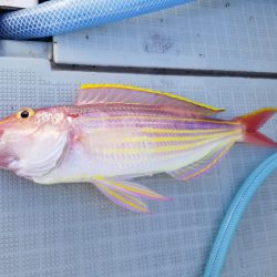 アマテラス 釣果