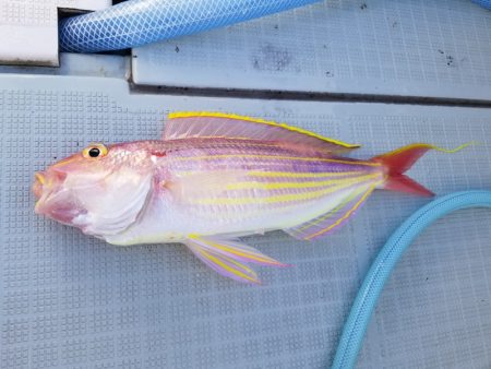 アマテラス 釣果