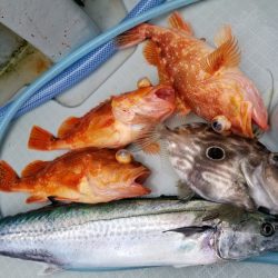 アマテラス 釣果