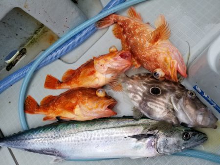 アマテラス 釣果