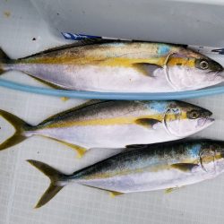 アマテラス 釣果