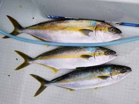 アマテラス 釣果