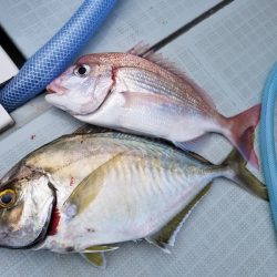 アマテラス 釣果