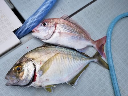 アマテラス 釣果