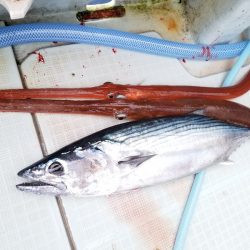 アマテラス 釣果