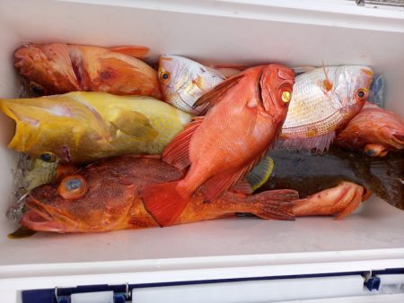 第二龍勢丸 釣果