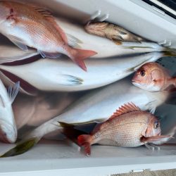 龍神丸(鹿児島) 釣果