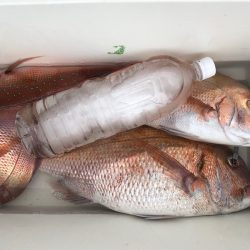 第二八坂丸 釣果