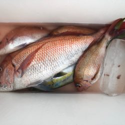 第二八坂丸 釣果