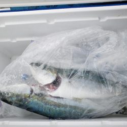 北海道 ホッケ ジギング船 釣り船 釣果情報サイト カンパリ