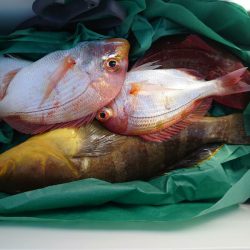 海龍丸(石川) 釣果