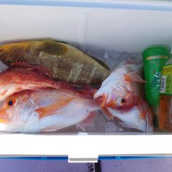 海龍丸(石川) 釣果