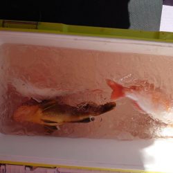 海龍丸(石川) 釣果