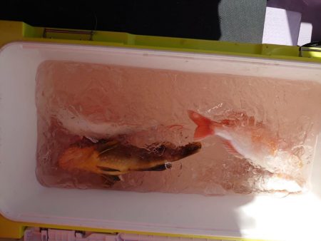 海龍丸(石川) 釣果