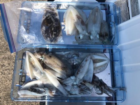 遊漁船高橋 釣果