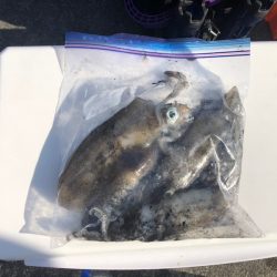 遊漁船高橋 釣果